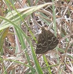 Synemon plana at Harrison, ACT - 16 Nov 2024 03:19 PM