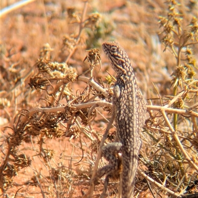 Ctenophorus nuchalis (Central Netted Dragon) at Tibooburra, NSW - 15 Nov 2024 by Darcy