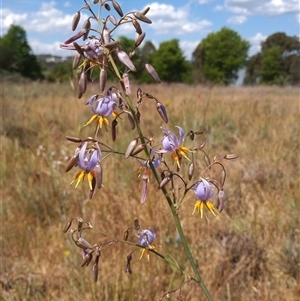 Dianella sp. aff. longifolia (Benambra) at Barton, ACT - 16 Nov 2024 02:49 PM