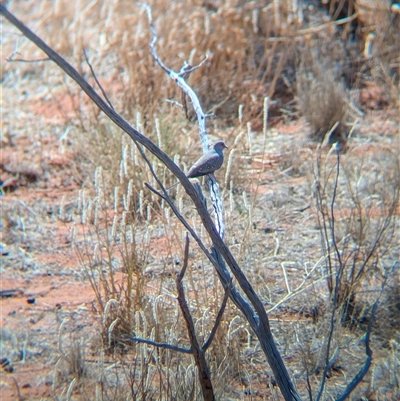 Geopelia cuneata (Diamond Dove) at Tibooburra, NSW - 14 Nov 2024 by Darcy