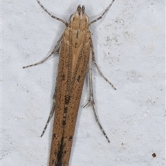 Batrachedra (genus) at Melba, ACT - 13 Nov 2024