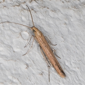 Batrachedra (genus) at Melba, ACT - 13 Nov 2024 09:54 PM