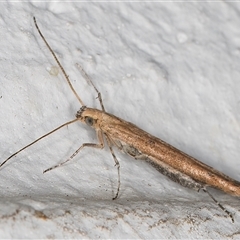 Batrachedra (genus) at Melba, ACT - 13 Nov 2024