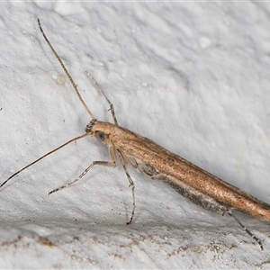 Batrachedra (genus) at Melba, ACT - 13 Nov 2024 09:54 PM