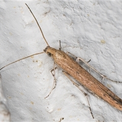 Batrachedra (genus) at Melba, ACT - 13 Nov 2024