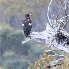 Aquila audax (Wedge-tailed Eagle) at Rendezvous Creek, ACT - 16 Nov 2024 by JimL