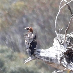 Aquila audax at Rendezvous Creek, ACT - suppressed