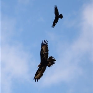 Aquila audax at Rendezvous Creek, ACT - suppressed