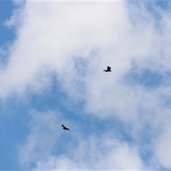 Aquila audax at Rendezvous Creek, ACT - suppressed