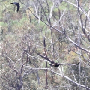 Aquila audax at Rendezvous Creek, ACT - suppressed