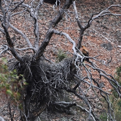 Aquila audax (Wedge-tailed Eagle) at Rendezvous Creek, ACT - 16 Nov 2024 by JimL