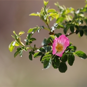 Rosa rubiginosa at Rendezvous Creek, ACT - 16 Nov 2024