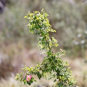 Rosa rubiginosa at Rendezvous Creek, ACT - 16 Nov 2024