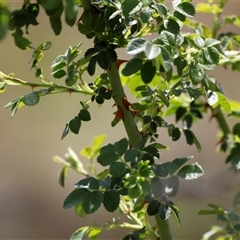 Rosa rubiginosa at Rendezvous Creek, ACT - 16 Nov 2024