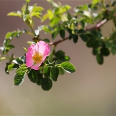 Rosa rubiginosa at Rendezvous Creek, ACT - 16 Nov 2024