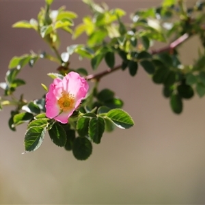 Rosa rubiginosa at Rendezvous Creek, ACT - 16 Nov 2024