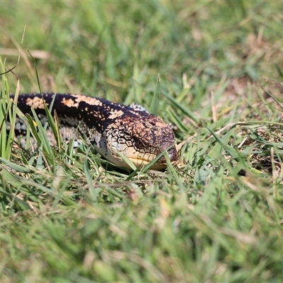 Tiliqua nigrolutea (Blotched Blue-tongue) at Rendezvous Creek, ACT - 15 Nov 2024 by JimL