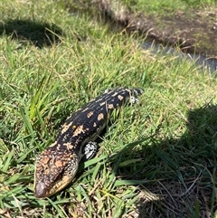 Tiliqua nigrolutea (Blotched Blue-tongue) at Rendezvous Creek, ACT - 15 Nov 2024 by Medha