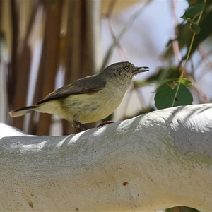 Acanthiza reguloides at Tharwa, ACT - 15 Nov 2024