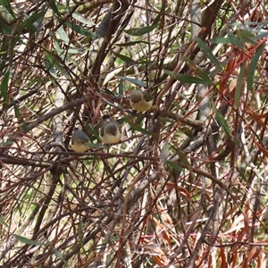 Acanthiza reguloides at Tharwa, ACT - 15 Nov 2024