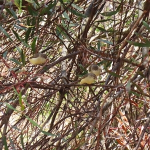 Acanthiza reguloides at Tharwa, ACT - 15 Nov 2024 02:02 PM