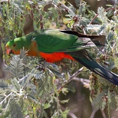 Alisterus scapularis (Australian King-Parrot) at Tharwa, ACT - 15 Nov 2024 by RodDeb