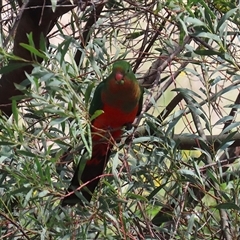 Alisterus scapularis at Tharwa, ACT - 15 Nov 2024