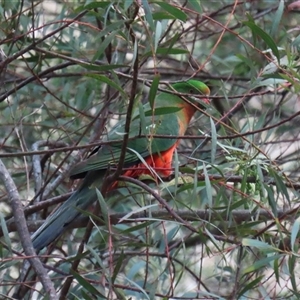 Alisterus scapularis at Tharwa, ACT - 15 Nov 2024 01:21 PM