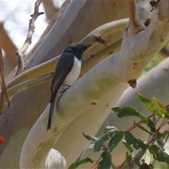 Myiagra rubecula (Leaden Flycatcher) at Tharwa, ACT - 15 Nov 2024 by RodDeb