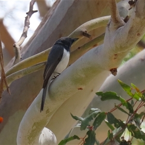 Myiagra rubecula at Tharwa, ACT - 15 Nov 2024