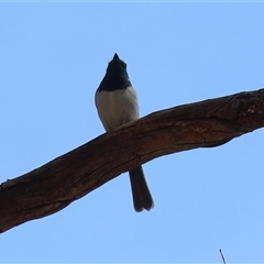 Myiagra rubecula at Tharwa, ACT - 15 Nov 2024