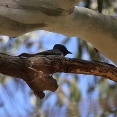 Myiagra rubecula at Tharwa, ACT - 15 Nov 2024