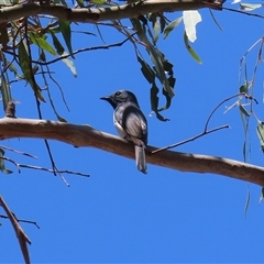 Myiagra rubecula at Tharwa, ACT - 15 Nov 2024