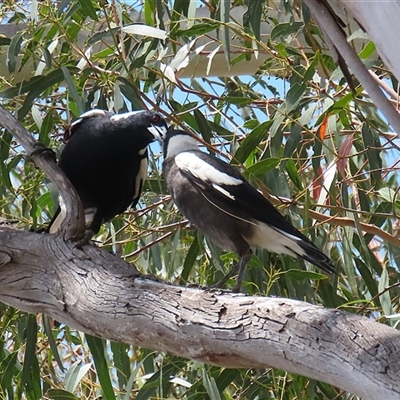 Gymnorhina tibicen (Australian Magpie) at Tharwa, ACT - 15 Nov 2024 by RodDeb