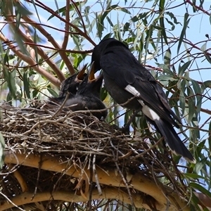 Strepera graculina at Tharwa, ACT - 15 Nov 2024