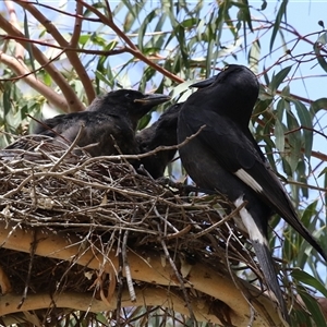 Strepera graculina at Tharwa, ACT - suppressed