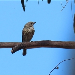 Pachycephala rufiventris (Rufous Whistler) at Tharwa, ACT - 15 Nov 2024 by RodDeb