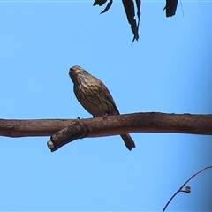 Pachycephala rufiventris at Tharwa, ACT - 15 Nov 2024