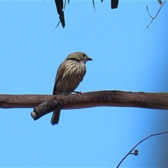 Pachycephala rufiventris at Tharwa, ACT - 15 Nov 2024