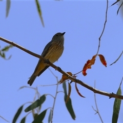 Pachycephala rufiventris at Tharwa, ACT - 15 Nov 2024