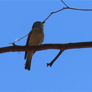 Pachycephala rufiventris at Tharwa, ACT - 15 Nov 2024