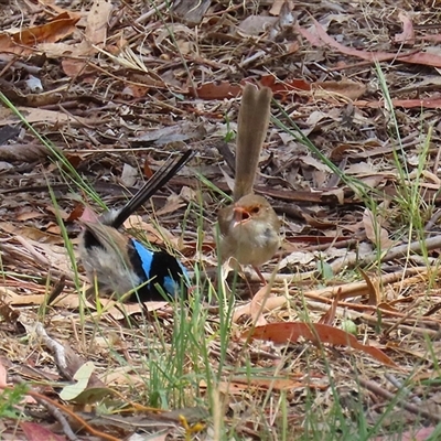 Malurus cyaneus (Superb Fairywren) at Tharwa, ACT - 15 Nov 2024 by RodDeb