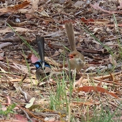 Malurus cyaneus at Tharwa, ACT - 15 Nov 2024