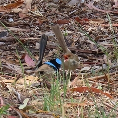 Malurus cyaneus at Tharwa, ACT - 15 Nov 2024 02:00 PM