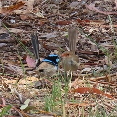 Malurus cyaneus at Tharwa, ACT - 15 Nov 2024