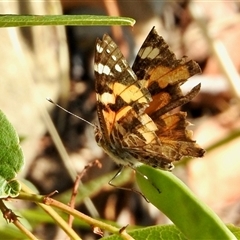 Vanessa kershawi (Australian Painted Lady) at Aranda, ACT - 15 Nov 2024 by KMcCue