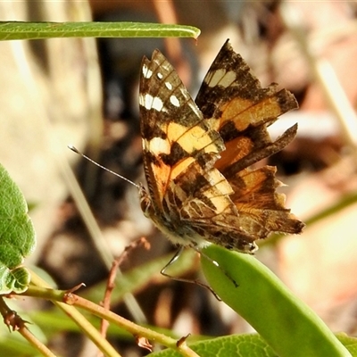 Vanessa kershawi (Australian Painted Lady) at Aranda, ACT - 16 Nov 2024 by KMcCue