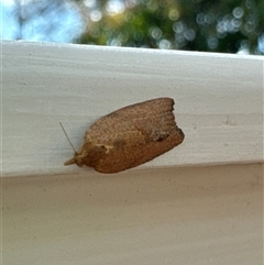 Meritastis laganodes at Aranda, ACT - 16 Nov 2024