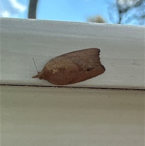 Meritastis laganodes at Aranda, ACT - 16 Nov 2024