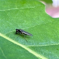 Hydrellia sp. (genus) (Lawn or Pasture Fly) at Aranda, ACT - 16 Nov 2024 by Jubeyjubes